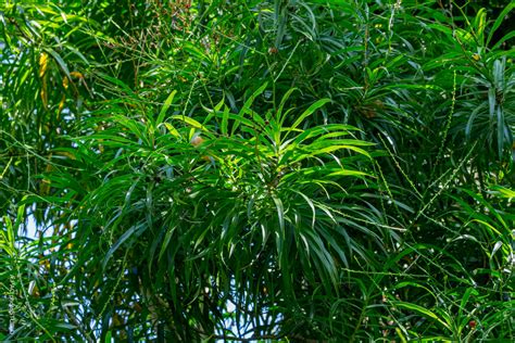 細葉百合竹 攀爬的植物